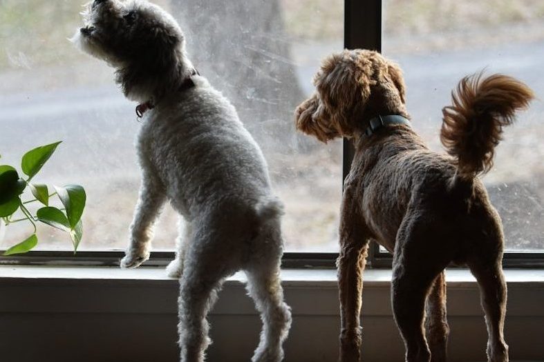 a couple of dogs standing on top of a window sill